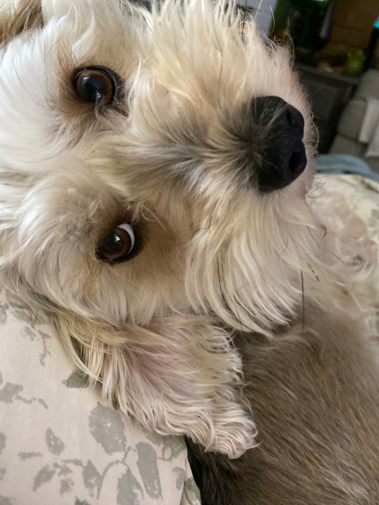 Happy Doggy